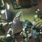A Northern Mockingbird eyes the suet feeder