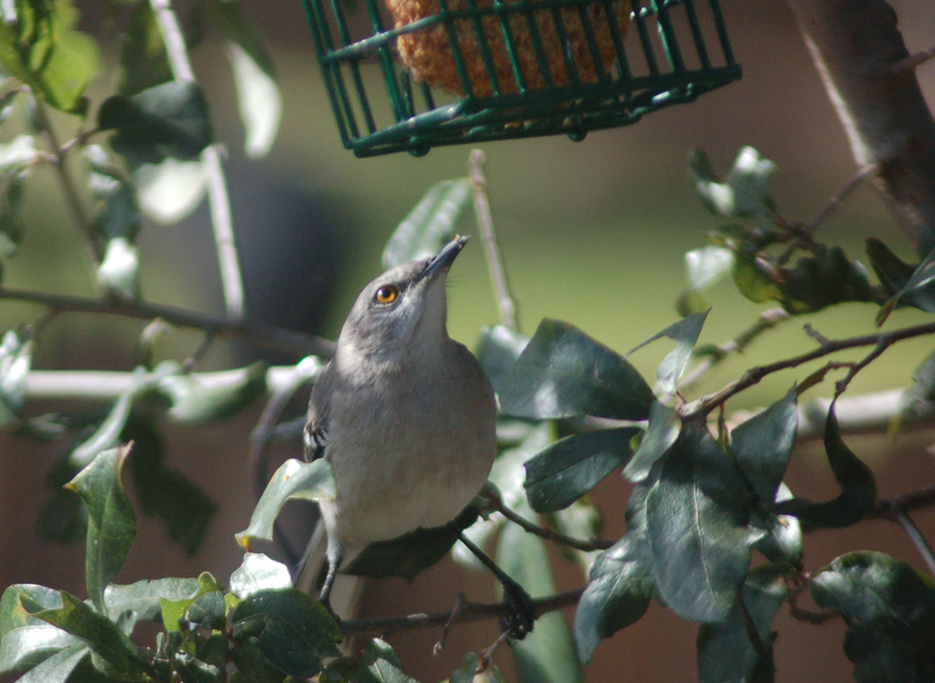 A Northern Mockingbird eyes the suet feeder