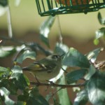 A Ruby-crowned Kinglet considers the suet feeder