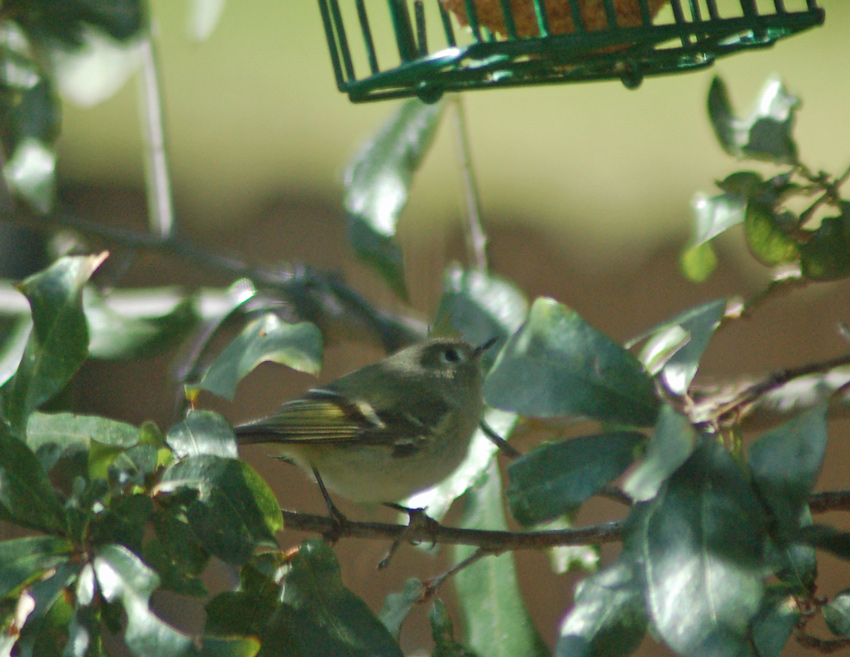 A Ruby-crowned Kinglet considers the suet feeder