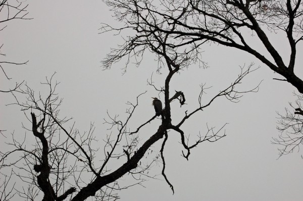 Great Blue Heron A Great Blue Heron watching the pond