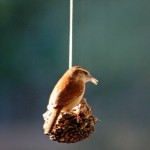 A Carolina Wren stops by early