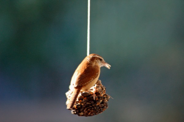 Carolina Wren on the Pinecone Feeder A Carolina Wren stops by early