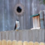 Cooper's or Sharp-shinned Hawk on the neighbor's fence