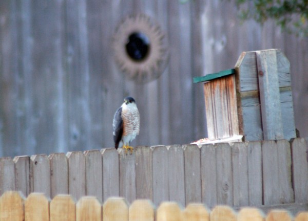 Accipiter Cooper's or Sharp-shinned Hawk on the neighbor's fence