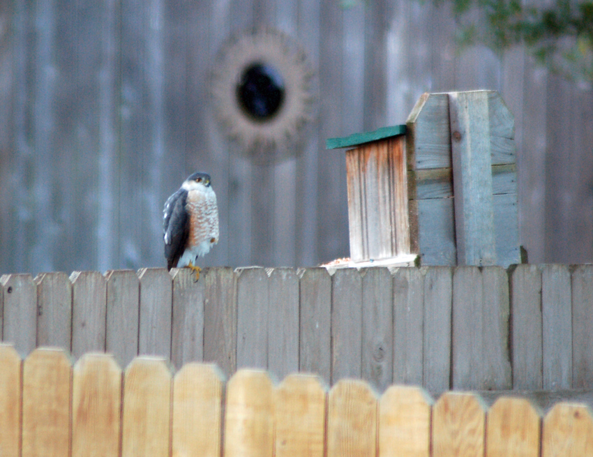 Accipiter hawk relaxing on the neighbor's fence