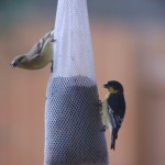 American and Lesser Goldfinch