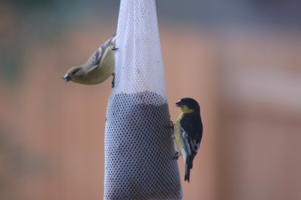 American and Lesser Goldfinch
