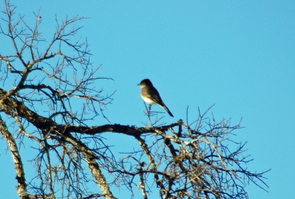 Eastern Phoebe