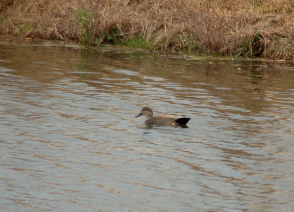Gadwall Gadwall