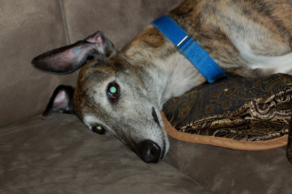 Joey on the Couch Joey on the Couch