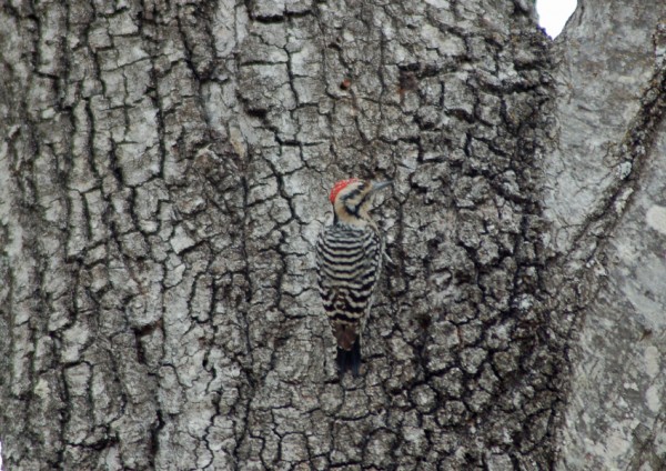 A Ladder-backed Woodpecker hides in plain sight