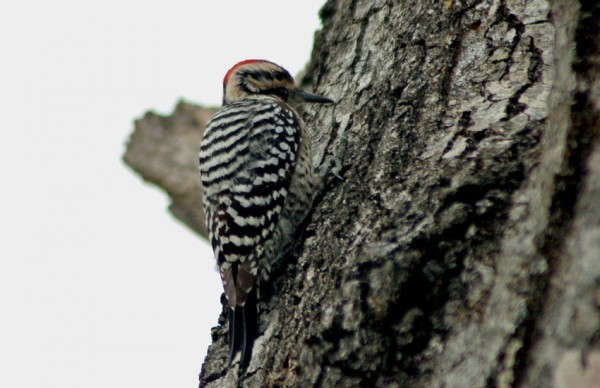 A Ladder-backed Woodpecker lets me get close