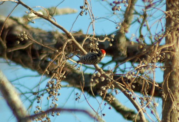 Ladder-backed Woodpecker