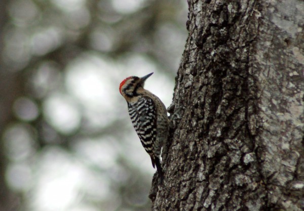 Ladder-backed Woodpecker A Ladder-backed Woodpecker strikes a classic pose