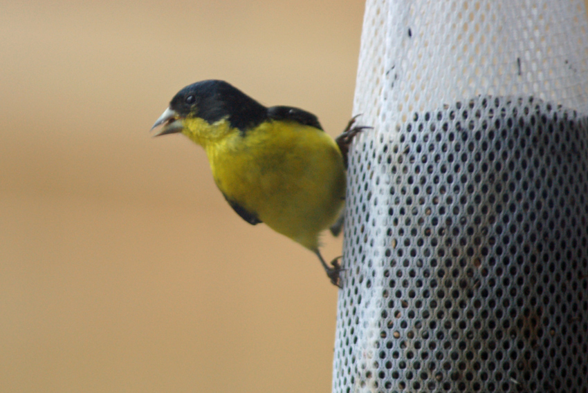 Lesser Goldfinch