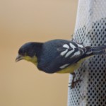 Lesser Goldfinch