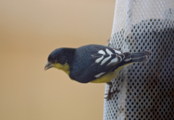 Lesser Goldfinch