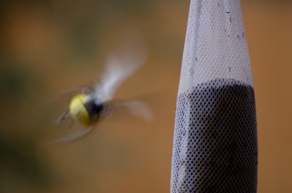 Lesser Goldfinch has left the blog post