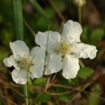 Wild Flowers