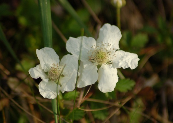 Wild Flowers Wild Flowers