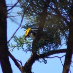 Golden-cheeked Warbler 2