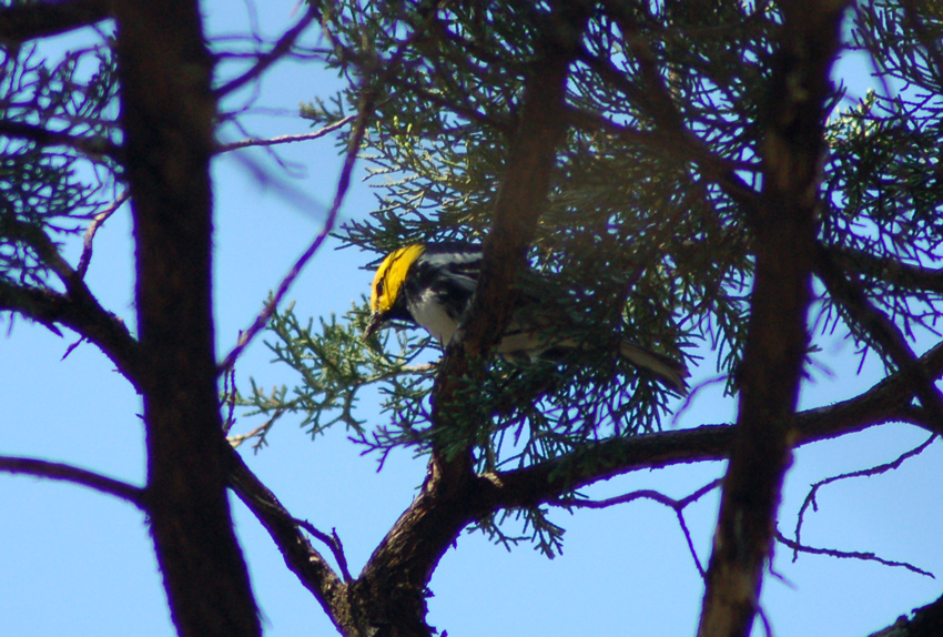 Golden-cheeked Warbler 2