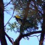 A Golden-cheeked Warbler