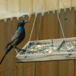 A Common Grackle looks around the yard