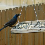 Grackle on the Feeder 2