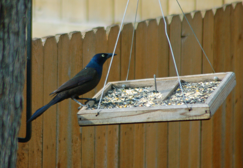 Grackle on the Feeder 2