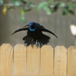 Common Grackle doing the grackle display