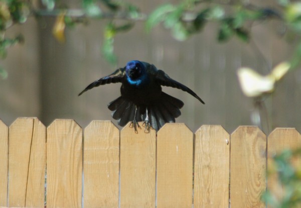 Grackle Display Common Grackle doing the grackle display