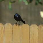 A grackle considering his options