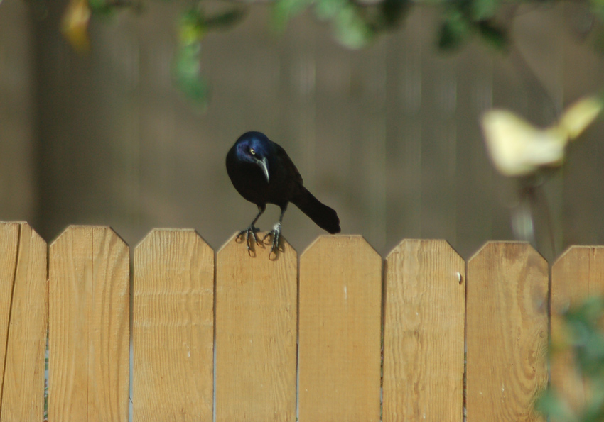 A grackle considering his options