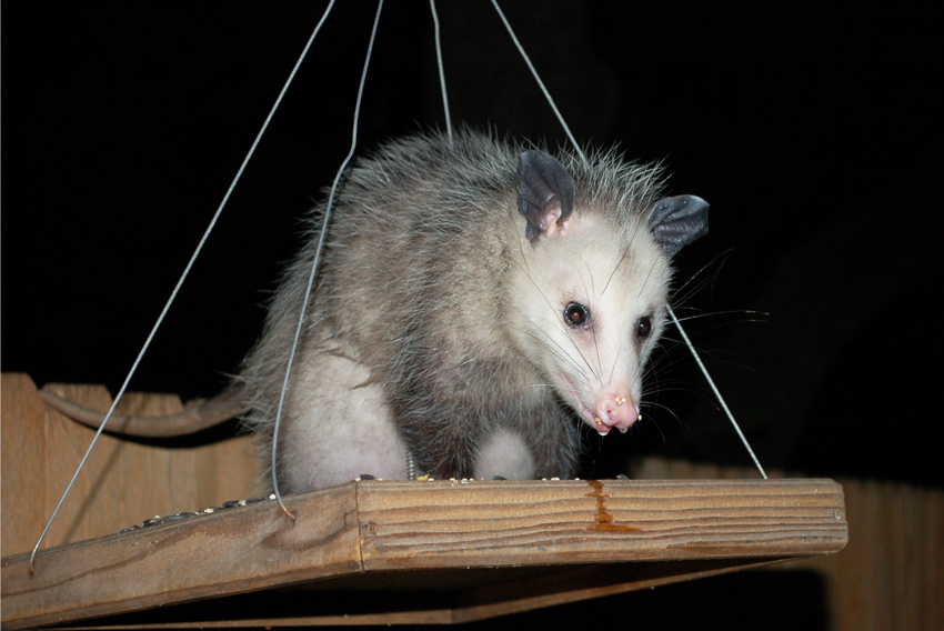 A possum visits the bird feeder