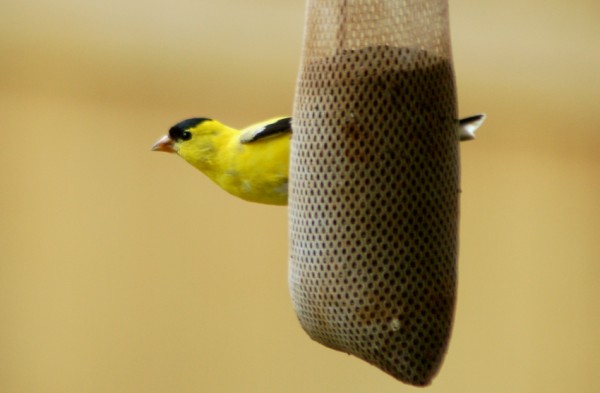 American Goldfinch
