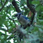 Blue Jay