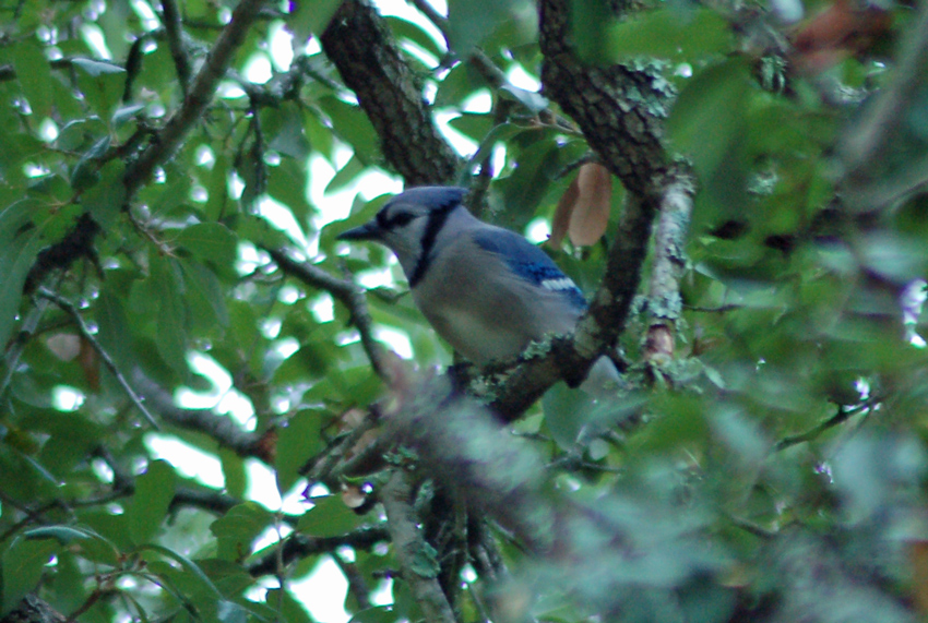 Blue Jay