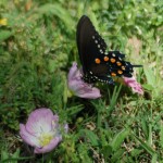 Pipevine Swallowtail