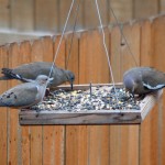 One Mourning Dove and two White-winged Doves