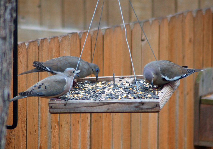 One Mourning Dove and two White-winged Doves