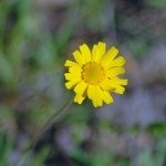 Spring Flower
