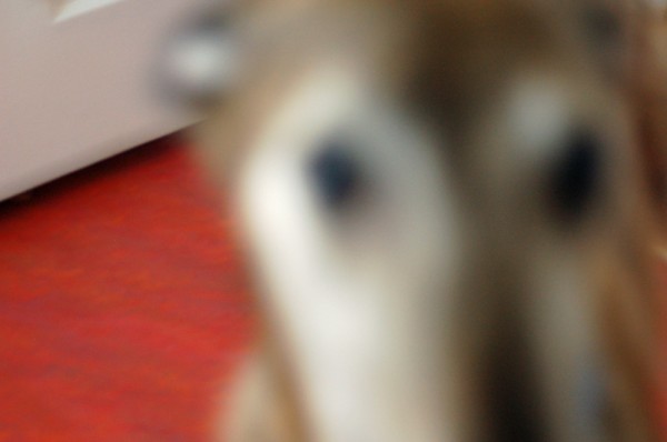 Fuzzy Joey Fuzzy Joey