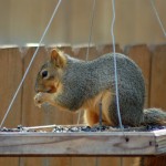 Fox Squirrel