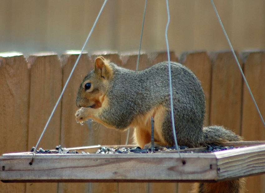 Fox Squirrel