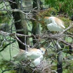 Cattle Egret and nestlings