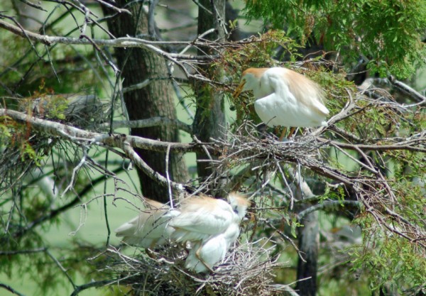 Cattle Egret and Nestlings Cattle Egret and nestlings