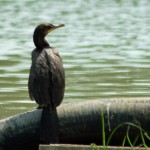Double-crested Cormorant