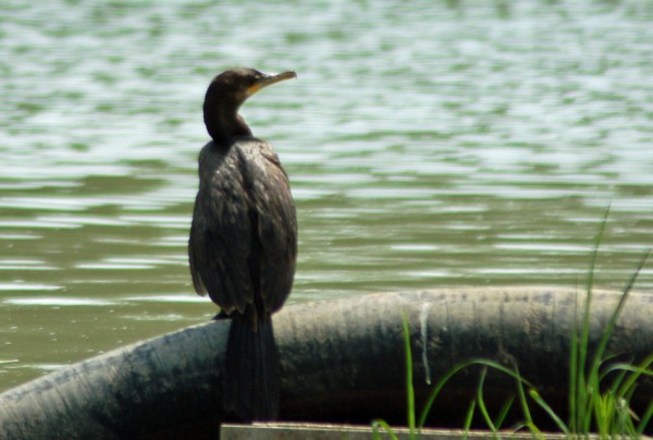 Double-crested Cormorant Double-crested Cormorant